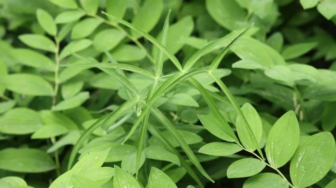 一味奇妙中药，健脾是灵丹、润肺是妙药、益肾是良品，还补气养阴