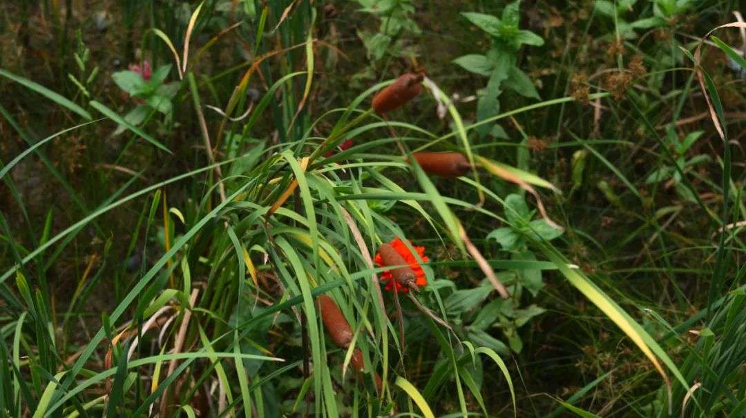 活血化瘀、散结止痛，这个千古良方，能够让人疼痛消失，喜笑颜开