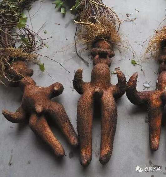 中药传说故事​——​何首乌的传说故事